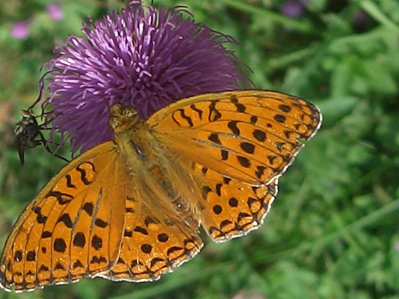 Animali in Valle Maira