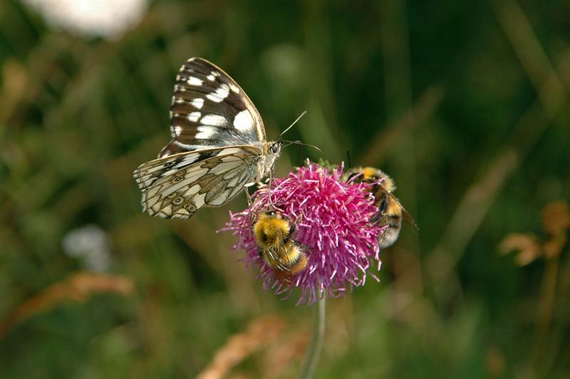 Animali in Valle Maira