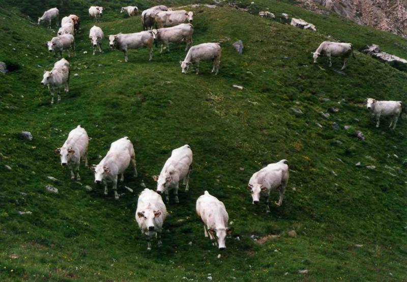 Animali in Valle Maira