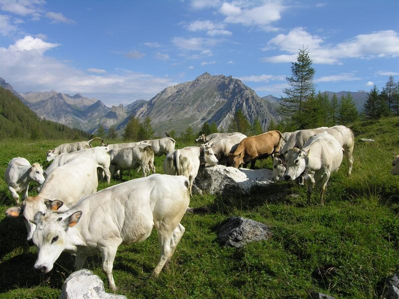 Animali in Valle Maira