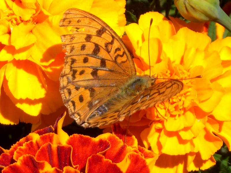 Animali in Valle Maira