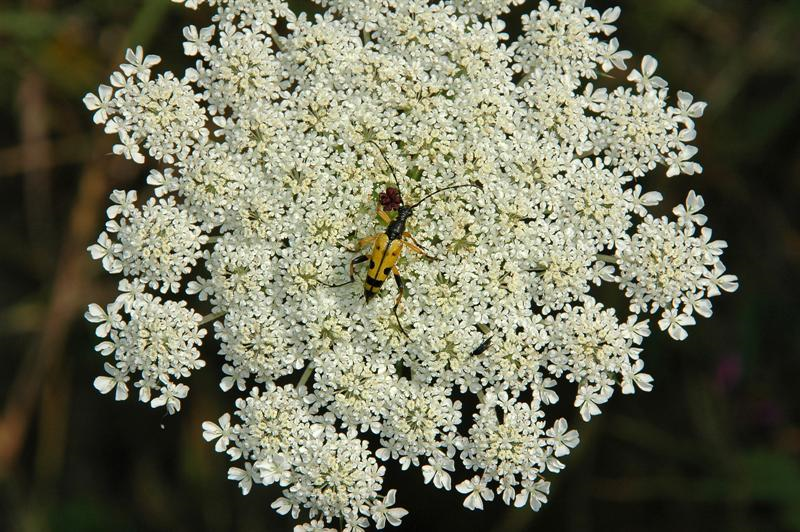 Animali in Valle Maira