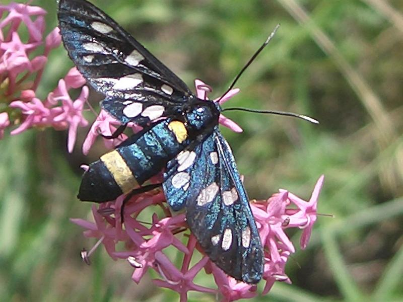 Animali in Valle Maira