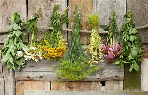 Raccolta Flora Spontanea e Prodotti del Sottobosco