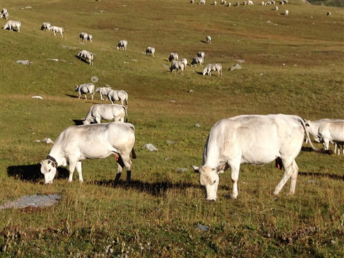 Sottomisure di riferimento per l'Operazione 16.7.1
Estratti di riferimento del PSR 2014 - 2020
